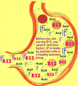 Vitamin B12 and Folate: Important For Aging | Acupuncture Nutrition Blog